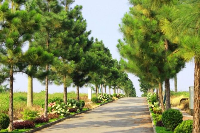 Cần bán nhanh lô đất biệt thự 200m2 mặt tiền rộng giữa dãy C7A The Phoenix Garden Đan Phượng